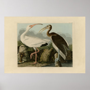Poster Bis Branco - Pássaros da América de John James Aud
