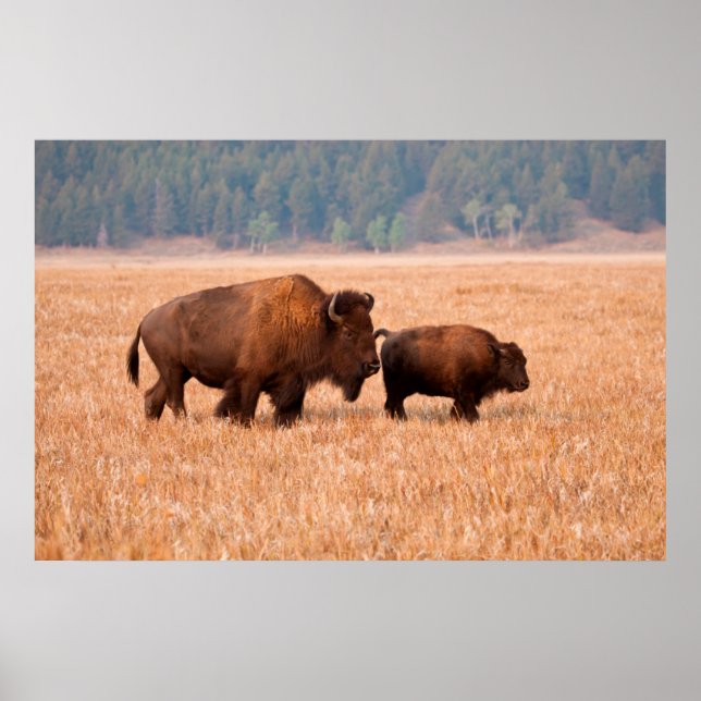 Poster Bisão Americano (Bison Bison) Vaca e Bezerro (Frente)