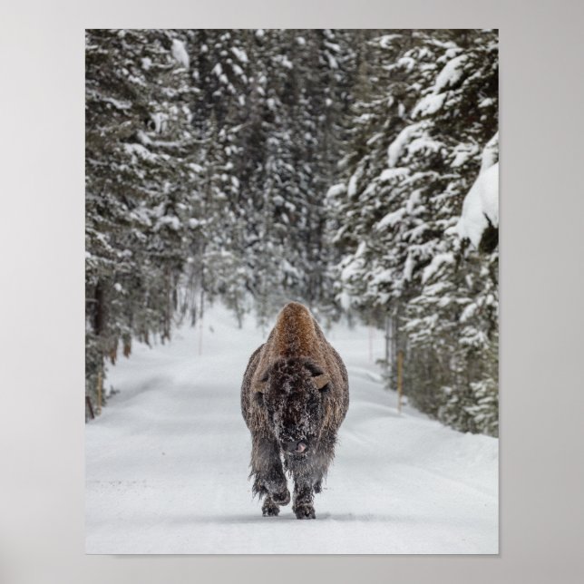 Poster Bisão de touro coberta de neve em uma floresta de  (Frente)