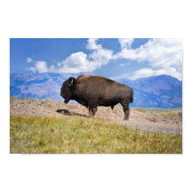 Bisão Macho Posando, Hayden Valley, Yellowstone
