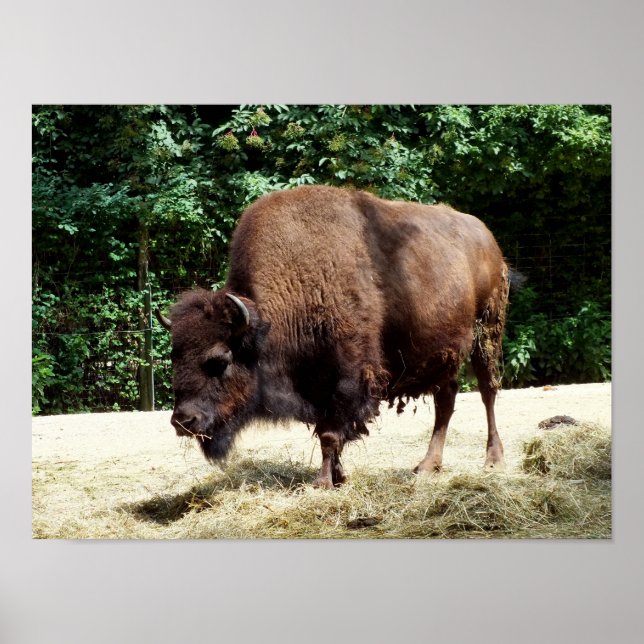 Poster Bison (Frente)