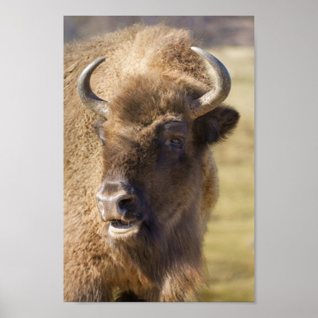 Poster Bison (Frente)
