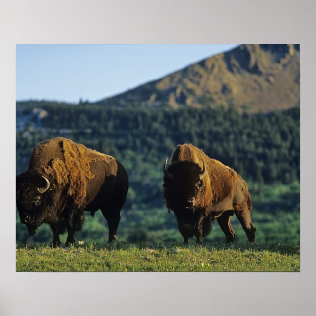 Poster Bison Bulls no Parque Nacional dos Lagos de Watert (Frente)