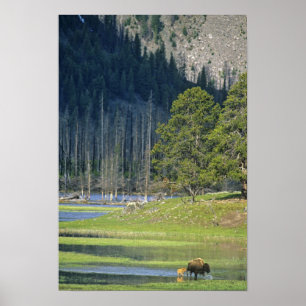 Póster Bison com bezerro no Parque Nacional Yellowstone