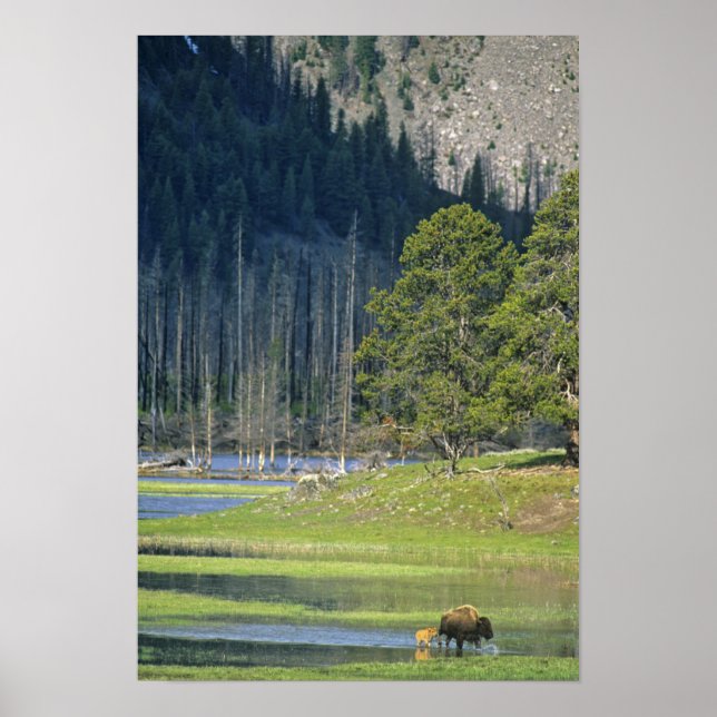 Póster Bison com vitelo no Parque Nacional de Yellowstone (Frente)