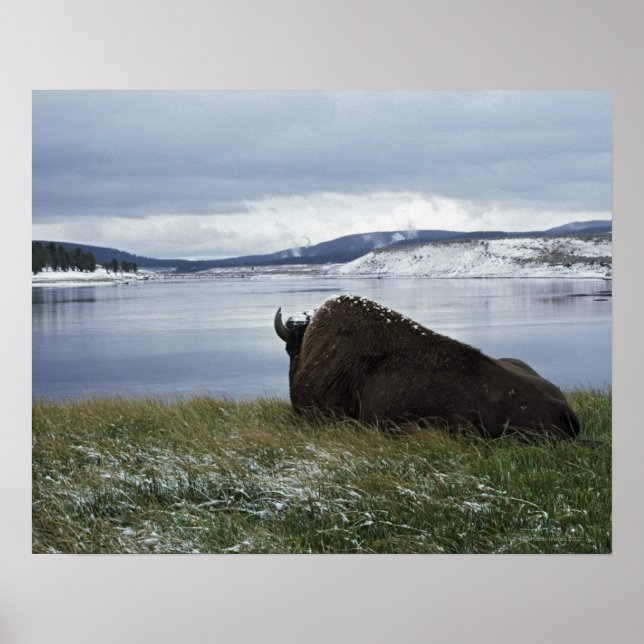 Póster Bison Descendo Por Rio Yellowstone Com Neve Ativad (Frente)