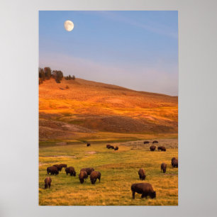 Póster Bison Grazing em Hill no Vale Hayden