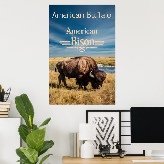 Poster Bison Grazing perto do rio