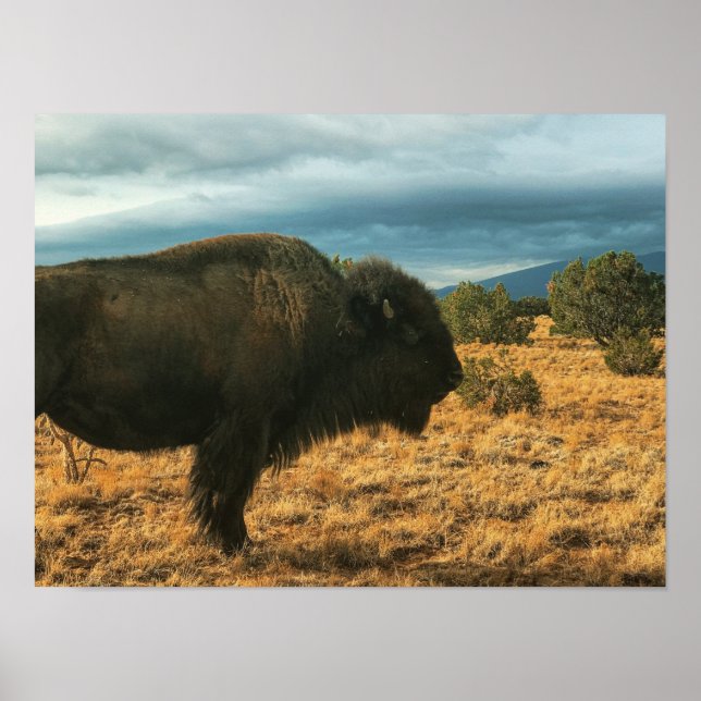 Poster Bison in Foreground Mounains Novo México (Frente)