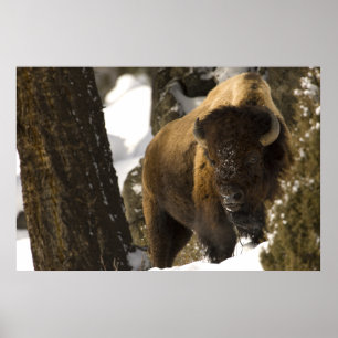 Póster Bison in Lamar Valley Yellowstone National Park