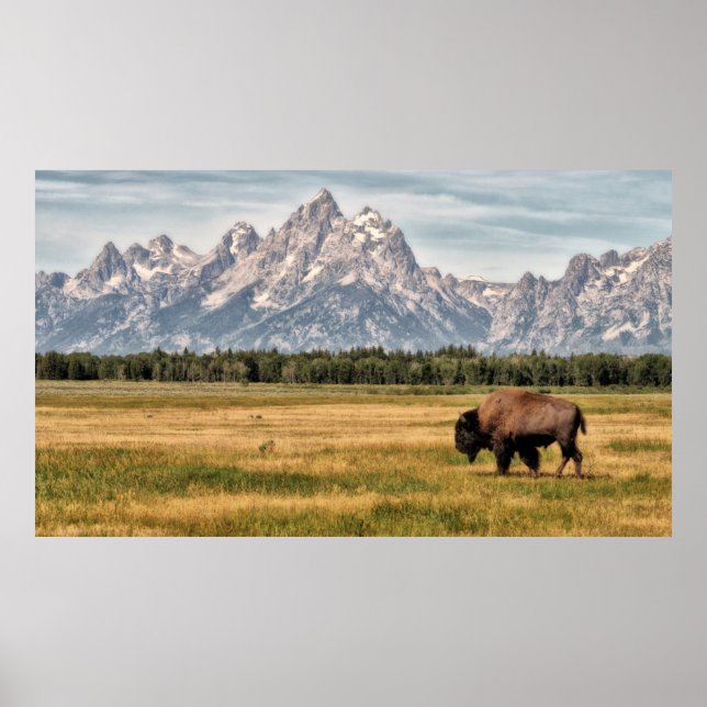 Poster Bison in the Tetons (Frente)