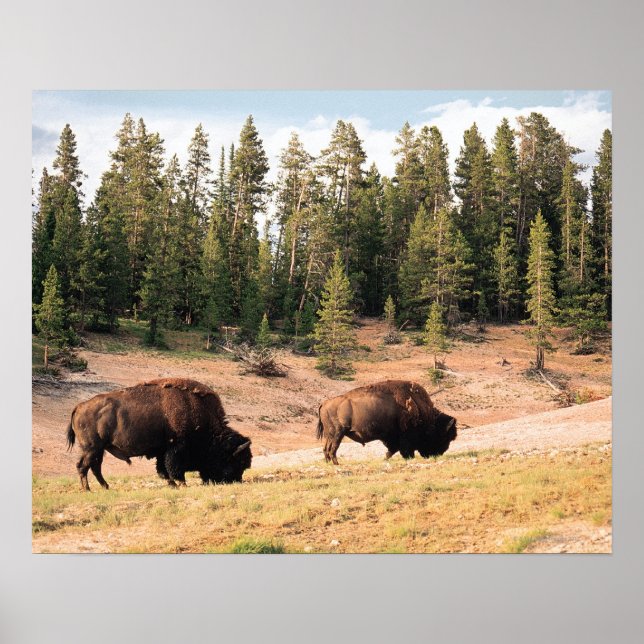 Poster Bison in Yellowstone National Park , Wyoming (Frente)