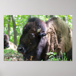 Póster Bison, Lone Elk Park, Rua Louis, MO