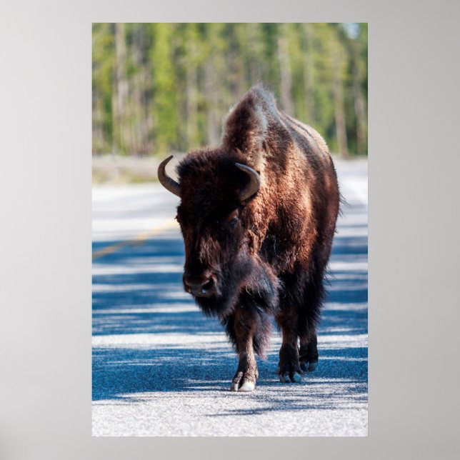 Poster Bison na estrada no Parque Nacional de Yellowstone (Frente)