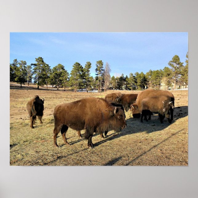 Poster Bison no Colorado (Frente)