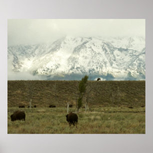 Poster Bison no Grand Teton National Park Fotografia