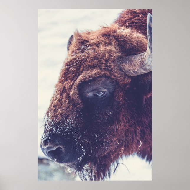 POSTER BISON NO INVERNO (Frente)