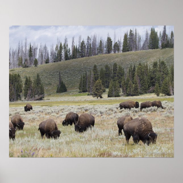 Póster Bison no Vale Hayden de Yellowstone (Frente)