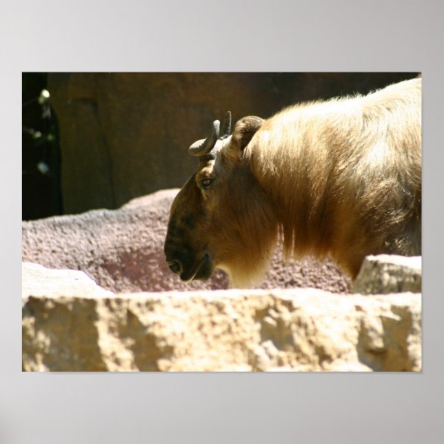 Póster Bison no zoológico (Frente)