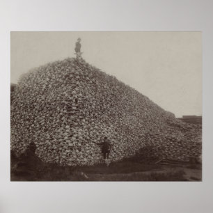 Poster Bison Skulls Americano será o Chão para Fertilizan