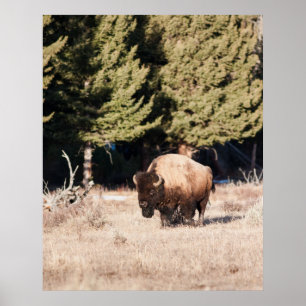 Póster Bisonte
