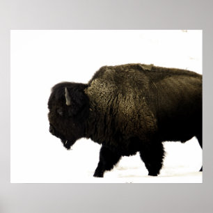 Póster Bisonte