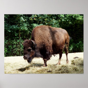 Poster Bisonte