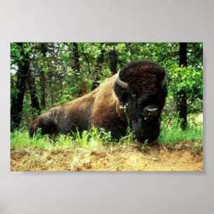 Póster Bisonte