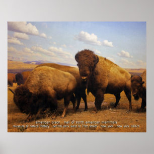Póster bisonte americano