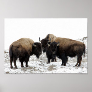 Póster Bisonte americano no inverno