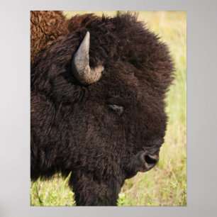 Póster Bisonte americano, South Dakota