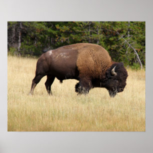 Poster Bisonte Bull no parque nacional de Yellowstone