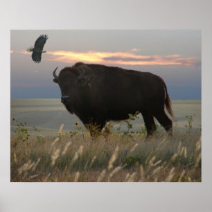 Póster Bisonte & Eagle