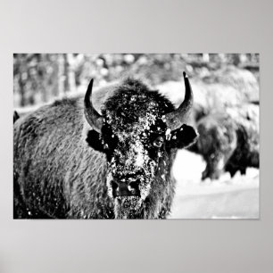 Poster Bisonte gelado de Yellowstone