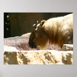 Póster Bisonte no jardim zoológico