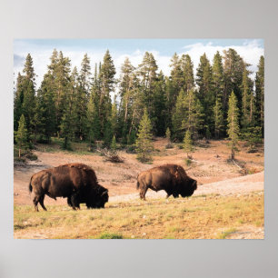 Poster Bisonte no parque nacional de Yellowstone, Wyoming