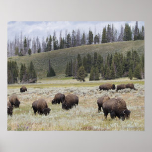 Póster Bisonte no vale de Hayden de Yellowstone