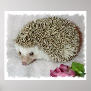 Póster Bitsy, o porco