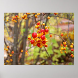 Póster Bittersweet Berries