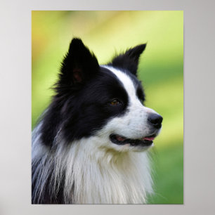 Poster Black and White Border Collie Dog
