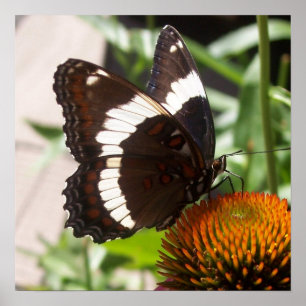 Poster Black and White Butterfly  49