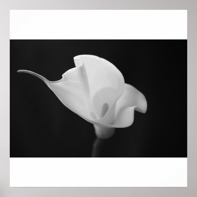 Poster Black and White Calla Lilly (Frente)