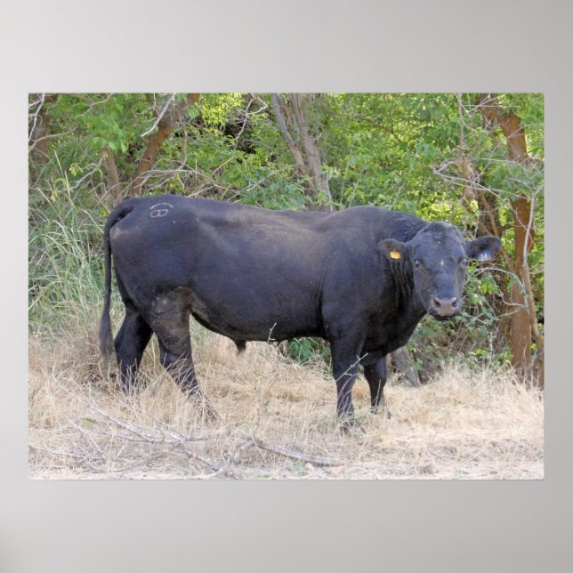Poster Black Angus Bull (Frente)