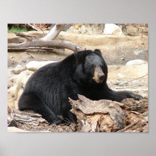 Póster "Black Bear" por Carter L. Shepard"