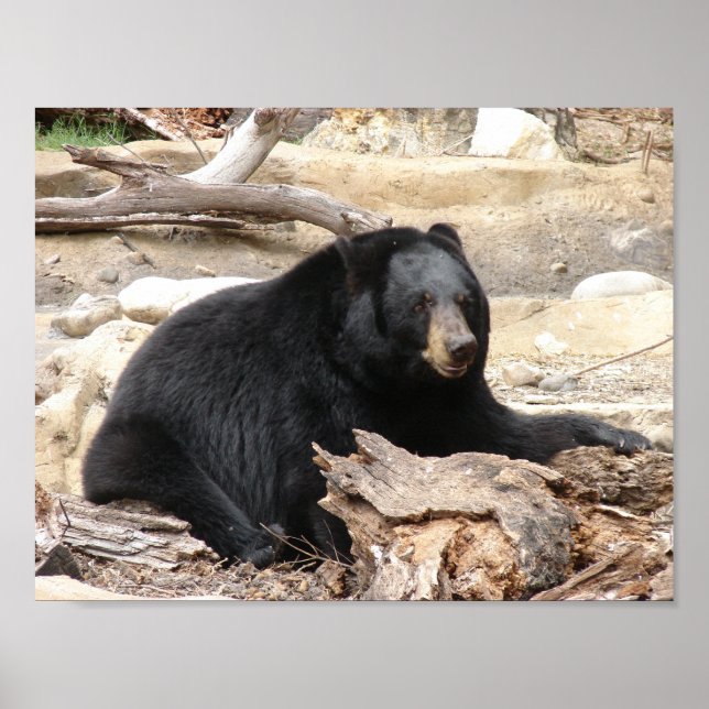 Póster "Black Bear" por Carter L. Shepard" (Frente)