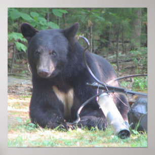 Póster Black Bear with White Heart Tattoo