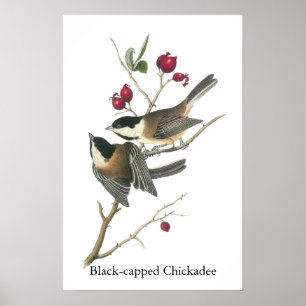 Póster Black-capped Chickadee, John Audubon