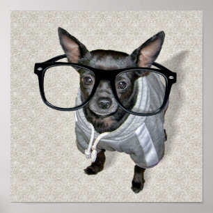 Póster Black Chihuahua com foto de óculos