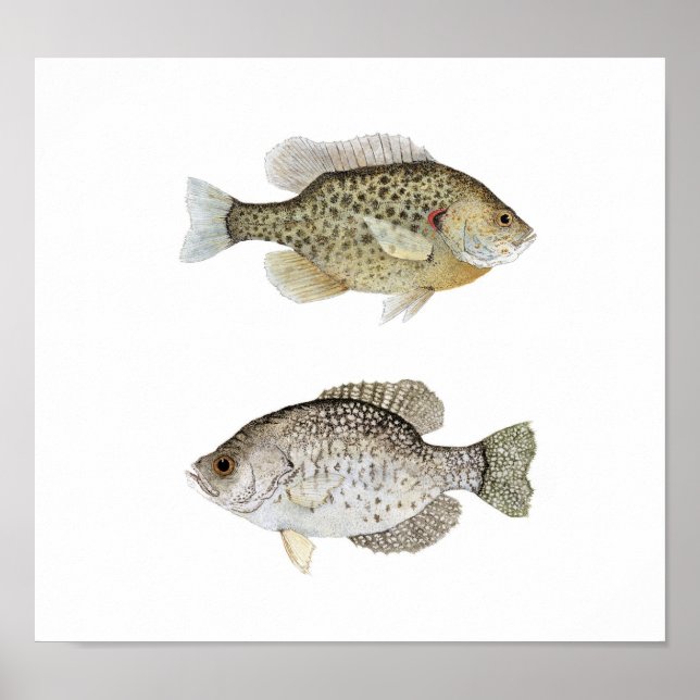 Póster Black Crappie & Relove Sunfish (Frente)