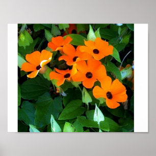 Póster Black Eyed Susan